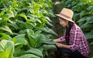 Industri Tembakau Tumbuh, Pengelolaan Keuangan Lebih Akurat Pakai Accurate Online