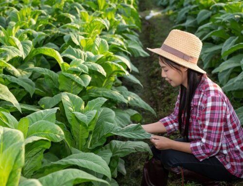 Industri Tembakau Tumbuh, Pengelolaan Keuangan Lebih Akurat Pakai Accurate Online